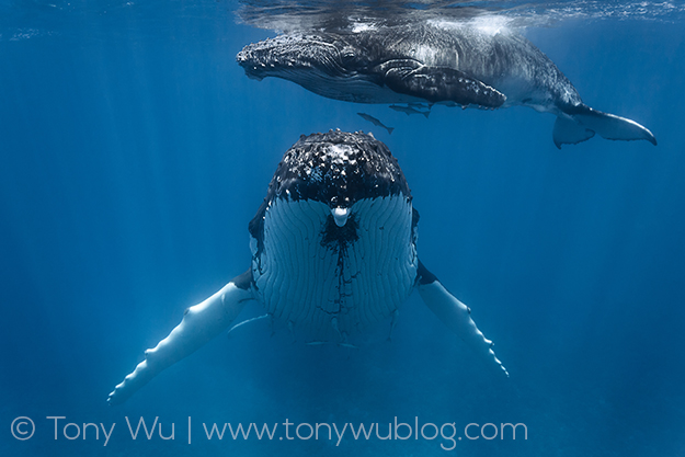 female humpback whale with calf