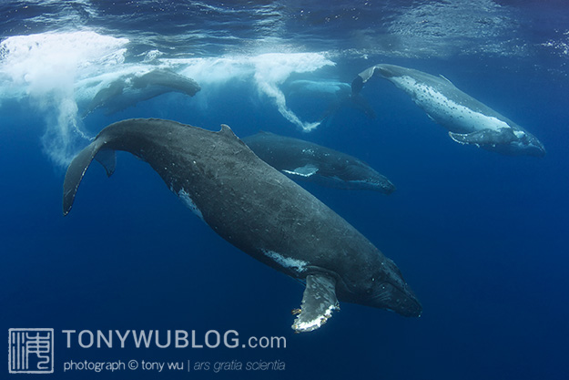 five humpback whales in heat run, tonga