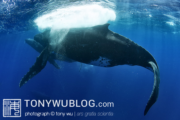 humpback whale tonga
