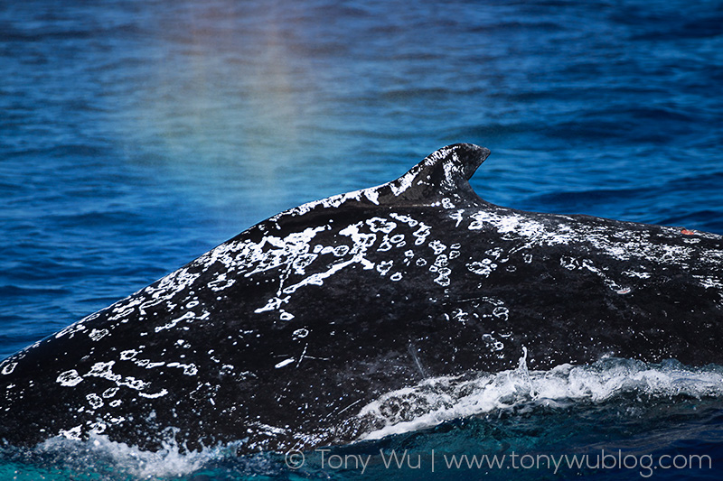 humpback whale with scarring, rainbow breath