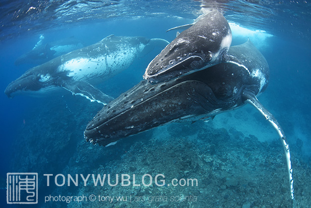 female humpback whale, calf and escorts in Vava’u, Tonga