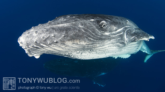 male humpback whale calf in Vava’u, Tonga
