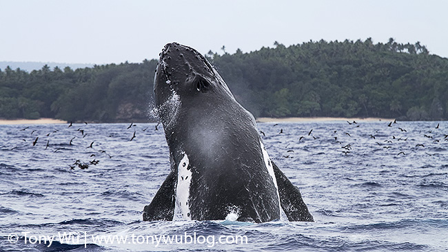 Possible humpback whale feeding in Tonga
