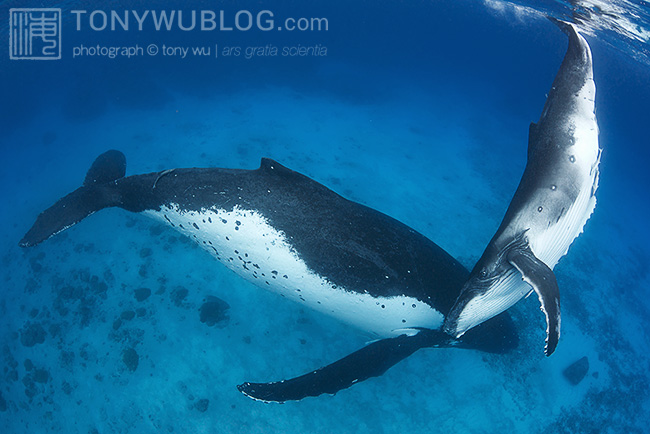 humpback whale mother and calf in shallow water, tonga