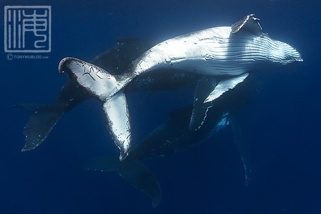humpback whale mother, calf, escort in tonga