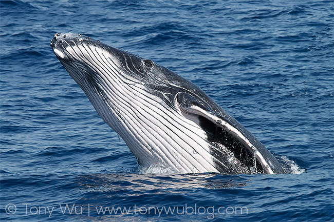 humpback whale calf breaching, tonga