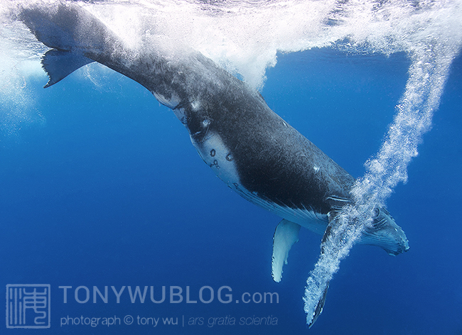 humpback whale calf count, tonga