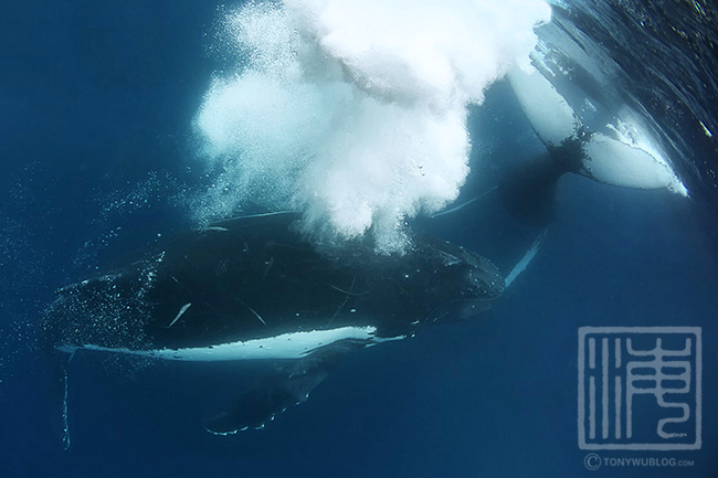 humpback whale males bubble blowing in competitive group, tonga