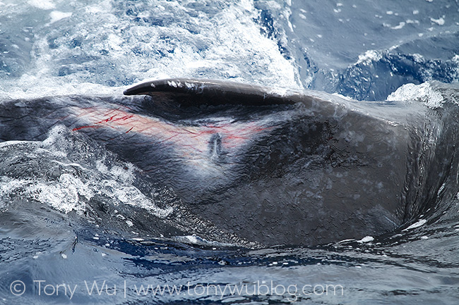humpback whale calf with injury, Tonga