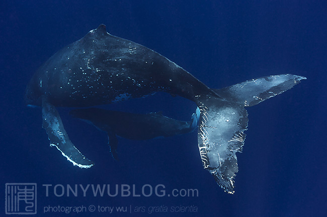 humpback whale with orca or pseudorca injuries to fluke, tonga