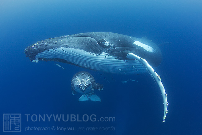 Humpback whale with calf in Tonga