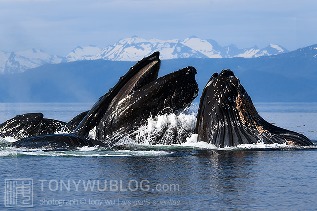bubble net feeding, humpback whales, alaska