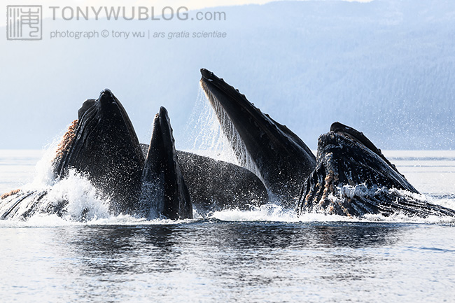 bubble-net feeding, humpback whales, chatham strait, alaska