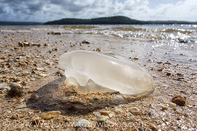 jellyfish on the beach, tonga
