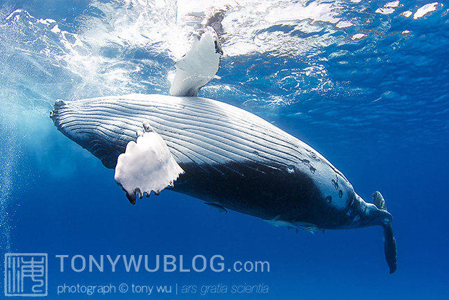 male humpback whale calf playing at ocean surface, tonga