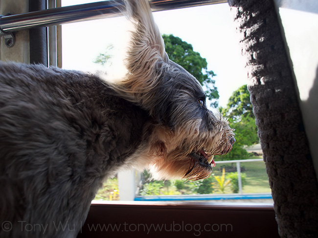 Otto the dog sticking head out window, tonga