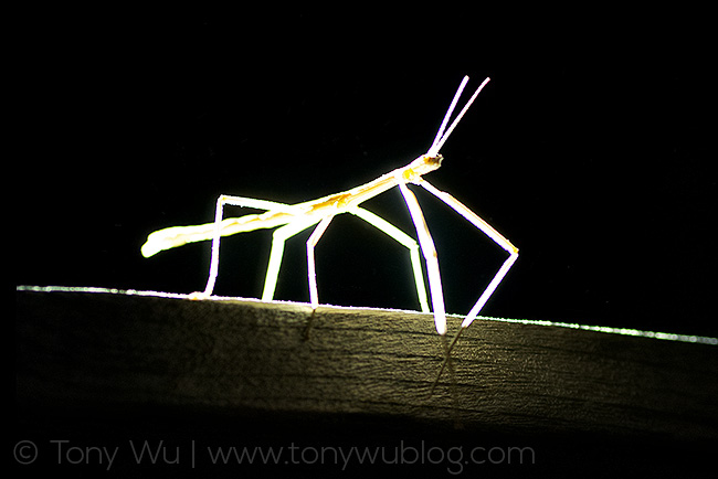 stick insect at night, tonga