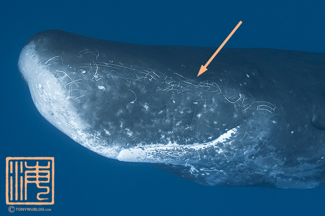 male sperm whale with parallel scars from fighting