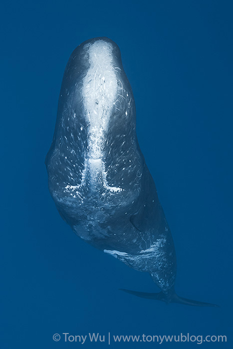 sperm whale with whitened forehead from accumulated scars due to inter-male fighting