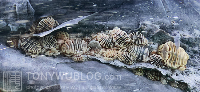 whale lice Cyamus scammoni on gray whale