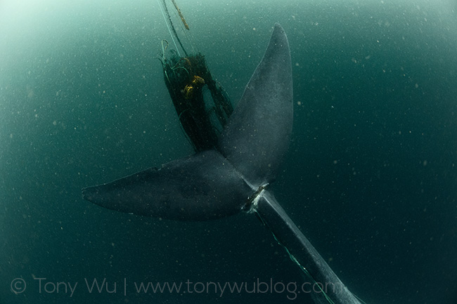 blue whale entangled in fishing gear, tony wu