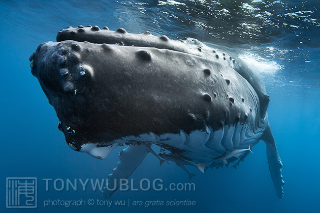 sleeping humpback whale, tony wu