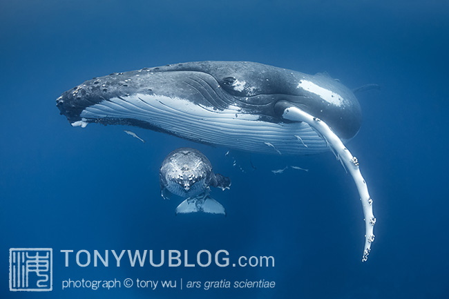 humpback whale mother and calf, tonga, tony wu