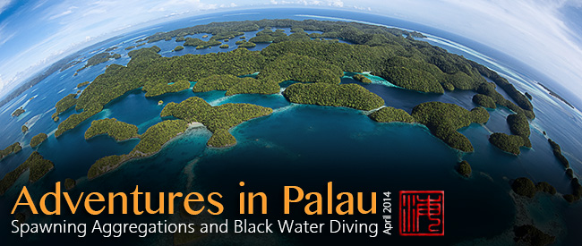 Palau's beautiful Rock Islands
