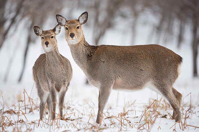 female and fawn japanese spotted deer