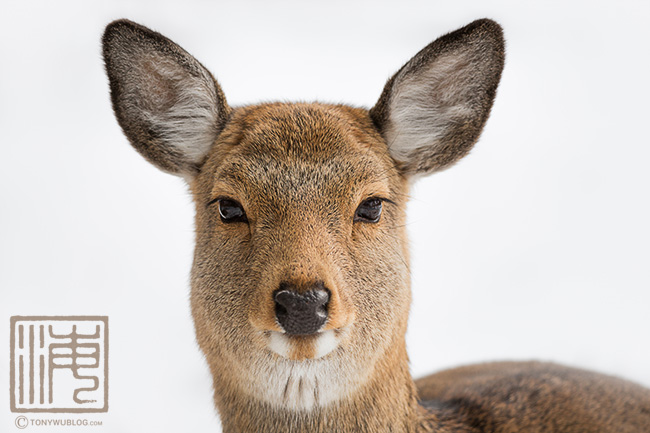 japanese spotted deer, Cervus nippon yesoensis
