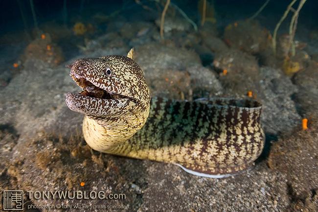 moray eel, Gymnothorax kidako