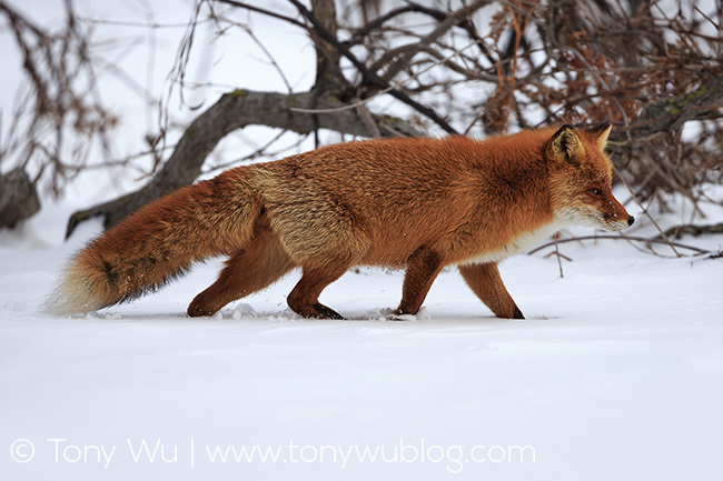 red fox, Sakhalin subspecies, Vulpes vulpes schrencki