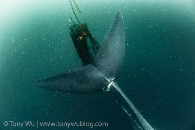 blue whale entangled in fishing net