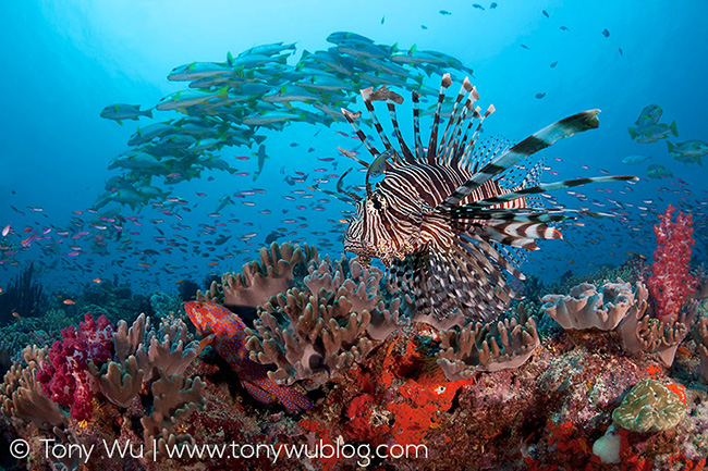 Lionfish on the Prowl at Suzie's Bommie, Papua New Guinea