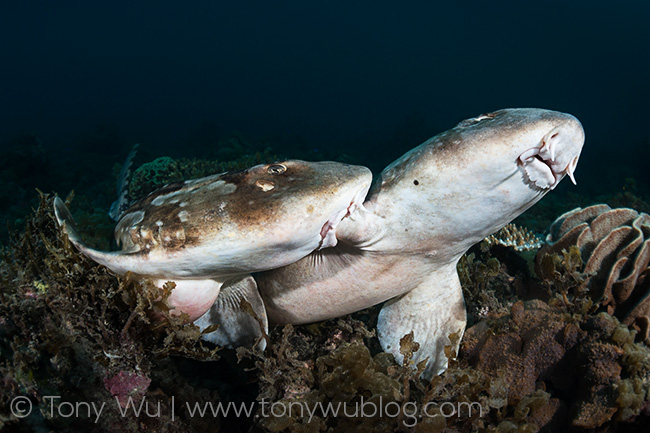 Whitespotted bamboo shark (Chiloscyllium plagiosum) courtship