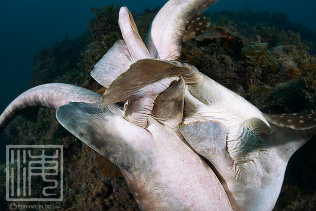 Whitespotted bamboo shark (Chiloscyllium plagiosum) reproduction