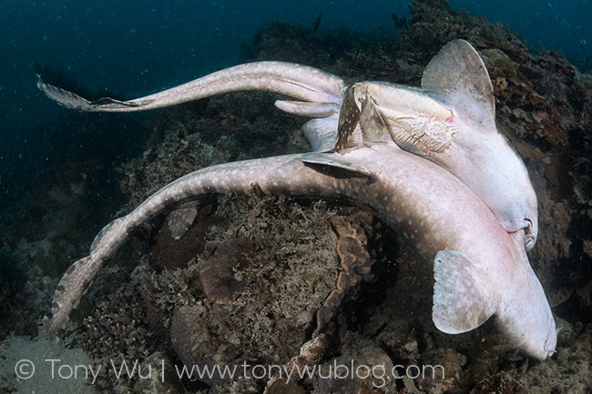 Whitespotted bamboo shark (Chiloscyllium plagiosum) mating
