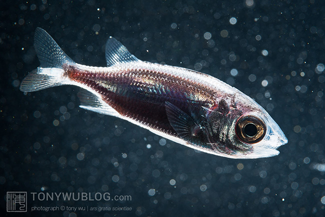 juvenile squirrelfish Sargocentron sp. | Palau