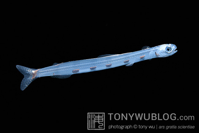 Juvenile Synodontidae lizardfish, Palau