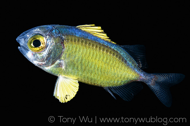 juvenile Myripristis soldierfish | Palau, blackwater diving