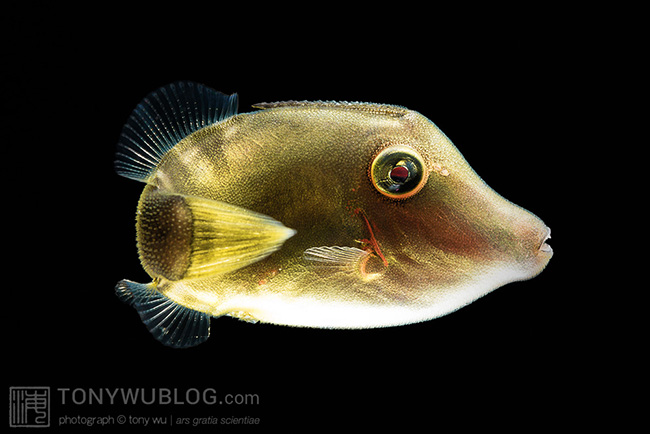 Juvenile triggerfish, Palau