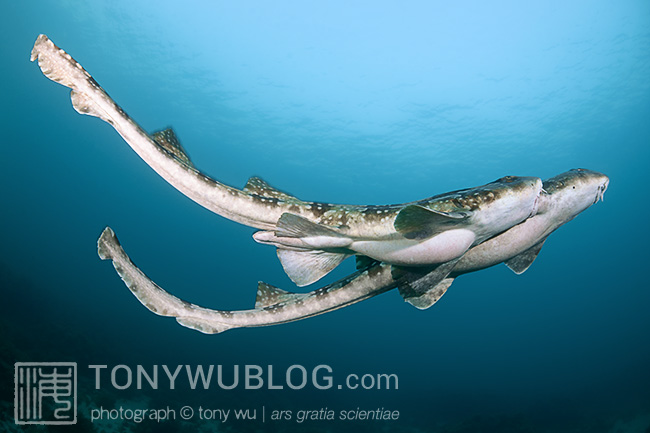 Whitespotted bamboo shark (Chiloscyllium plagiosum) courtship