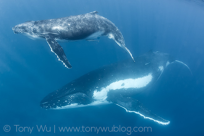 humpback whale female super mommy with calf, Tonga