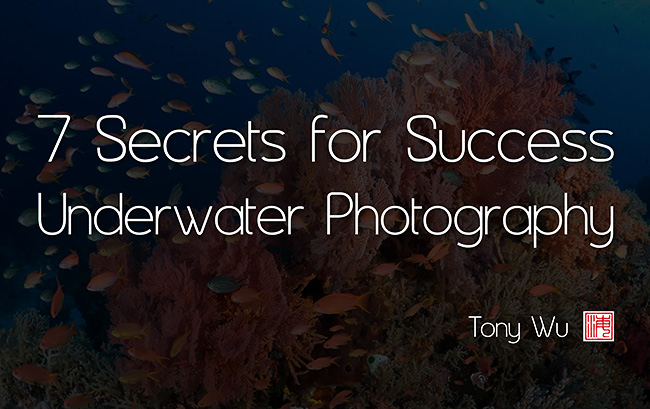 Secrets for success in underwater photography, Tony Wu