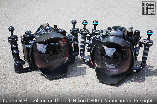 Canon 5D Mark III and Nikon D800