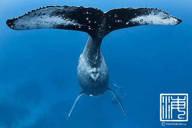 distinctive humpback whale fluke, tonga