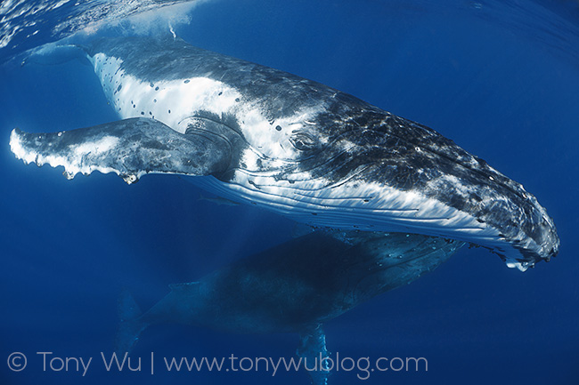 humpback whale courtship, tonga