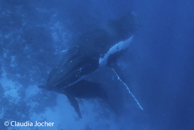 prolific humpback whale female with calf, tonga