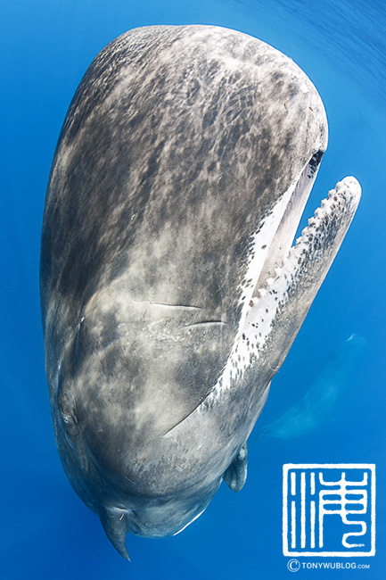 sperm whale portrait