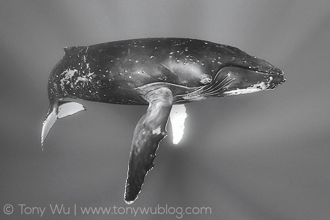 humpback whale, tonga